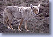 Coyote, Yellowstone, WY