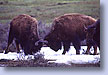 Dueling Bison, Yellowstone, WY