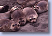 Young Elephant Seals, Cambria, CA
