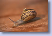 Baby Snail for a Ride