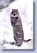Ground Squirrel, Twin Lakes, Mammoth, CA