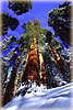 Giant Sequoias - Sequoia National Park, CA