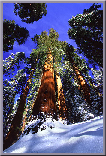 Giant Sequoias - Sequoia National Park, CA