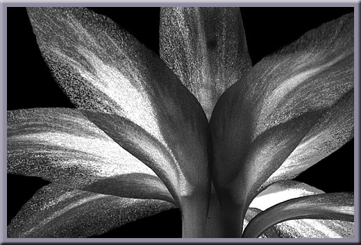 Crystalline Cactus Flower