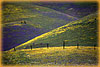 Spring Painted Hillsides - Gorman, CA