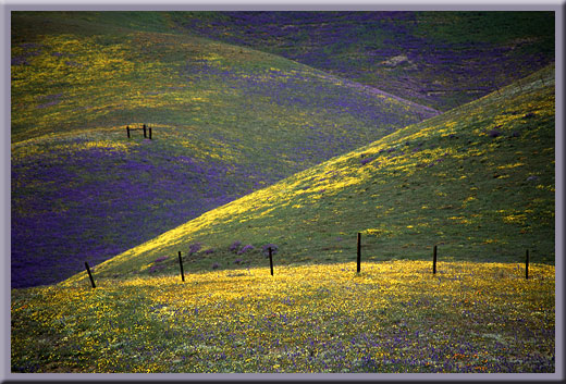 Spring Painted Hillsides - Gorman, CA