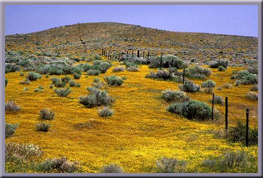 Spring Goldenrod - Antelope Valley, CA